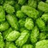 Hops leaves