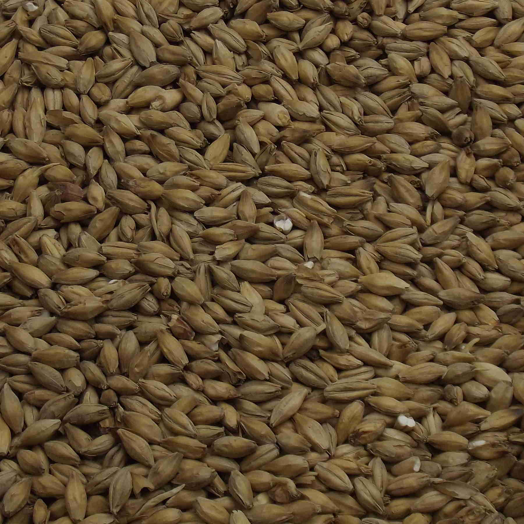 Golden Promise Ale Malt, Fawcett, EBC: 7,0 – 7,9