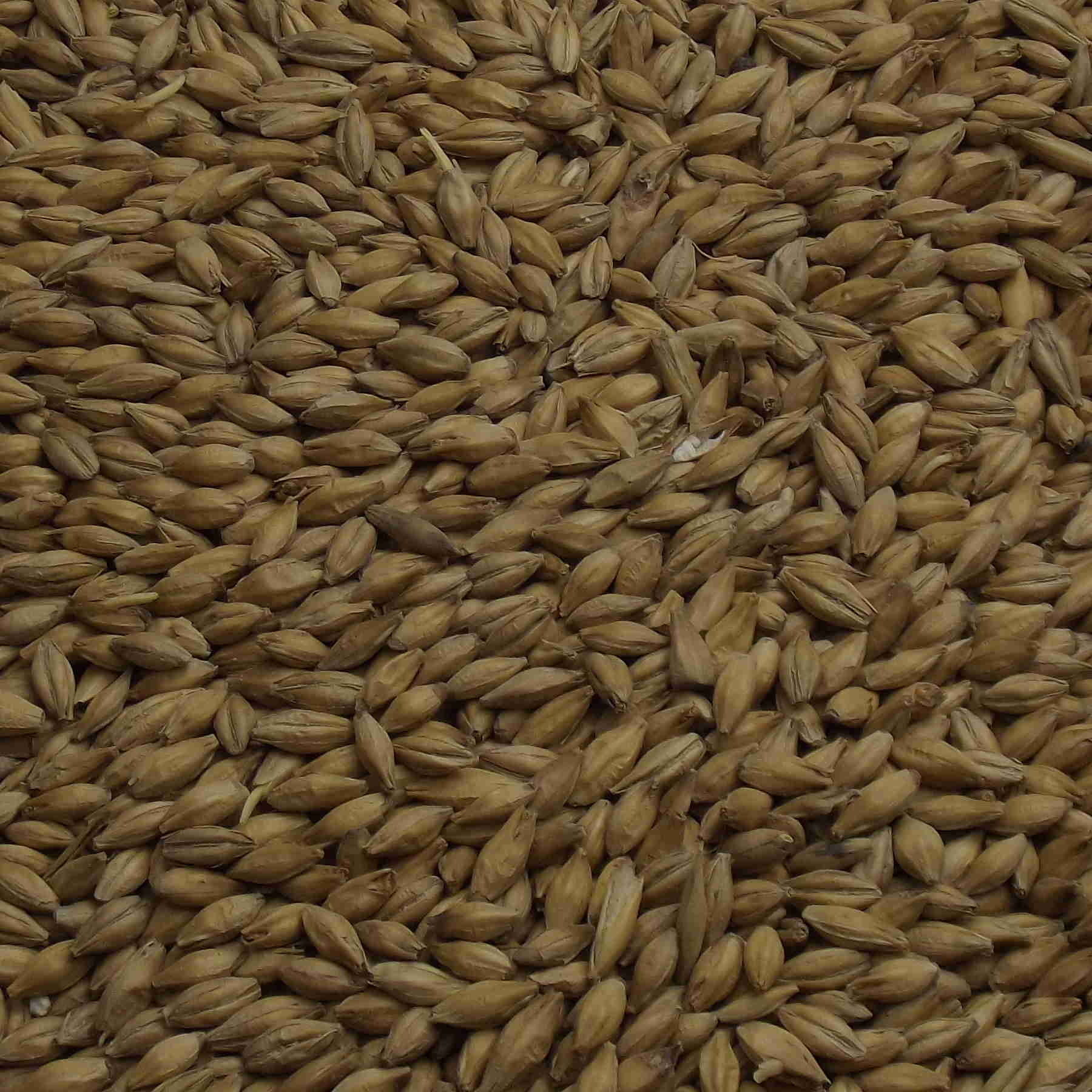 Halcyon Pale Ale Malt, Fawcett, EBC: 4,5 – 5,5