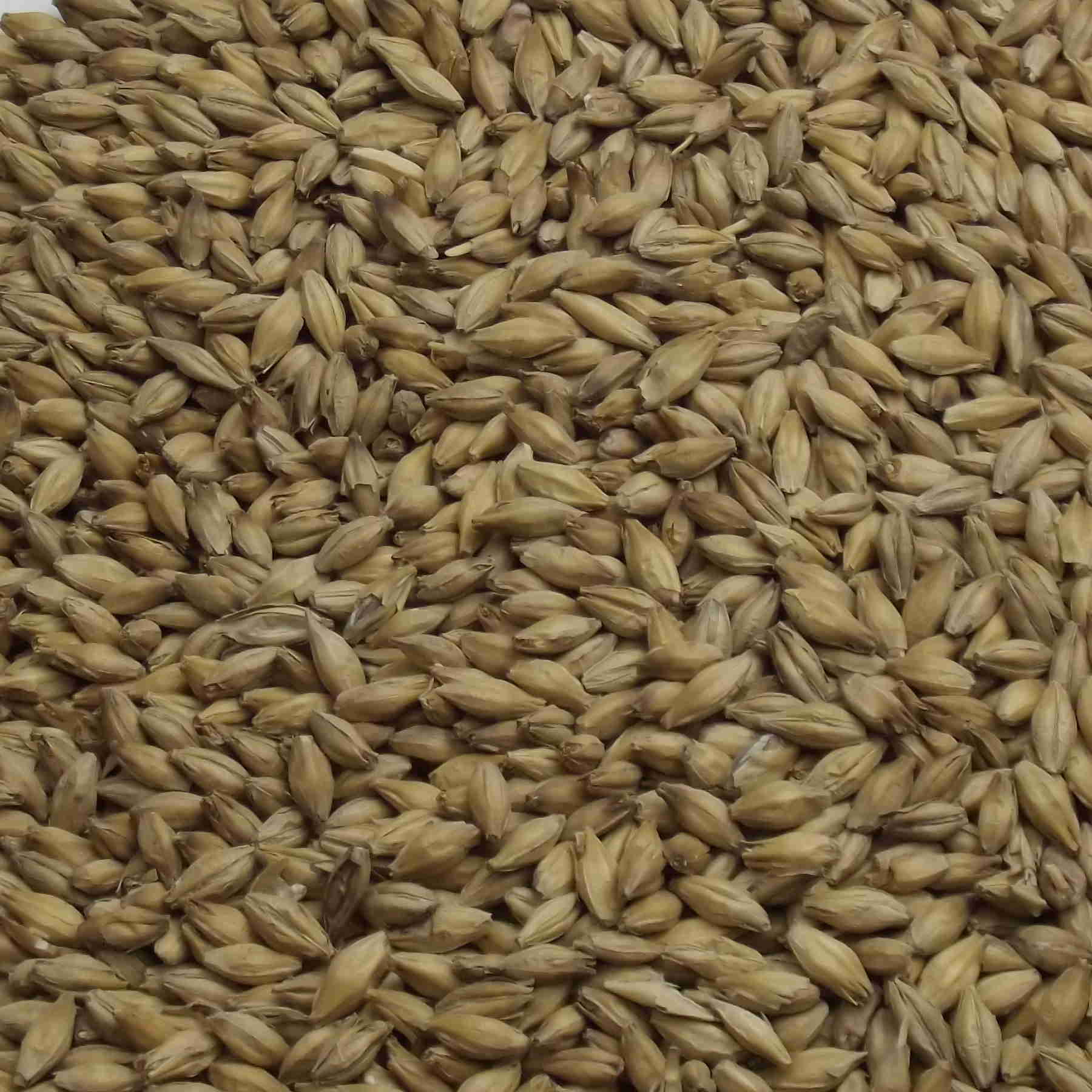 Maris Otter Pale Ale Malt, Fawcett, EBC: 4,5 – 5,5