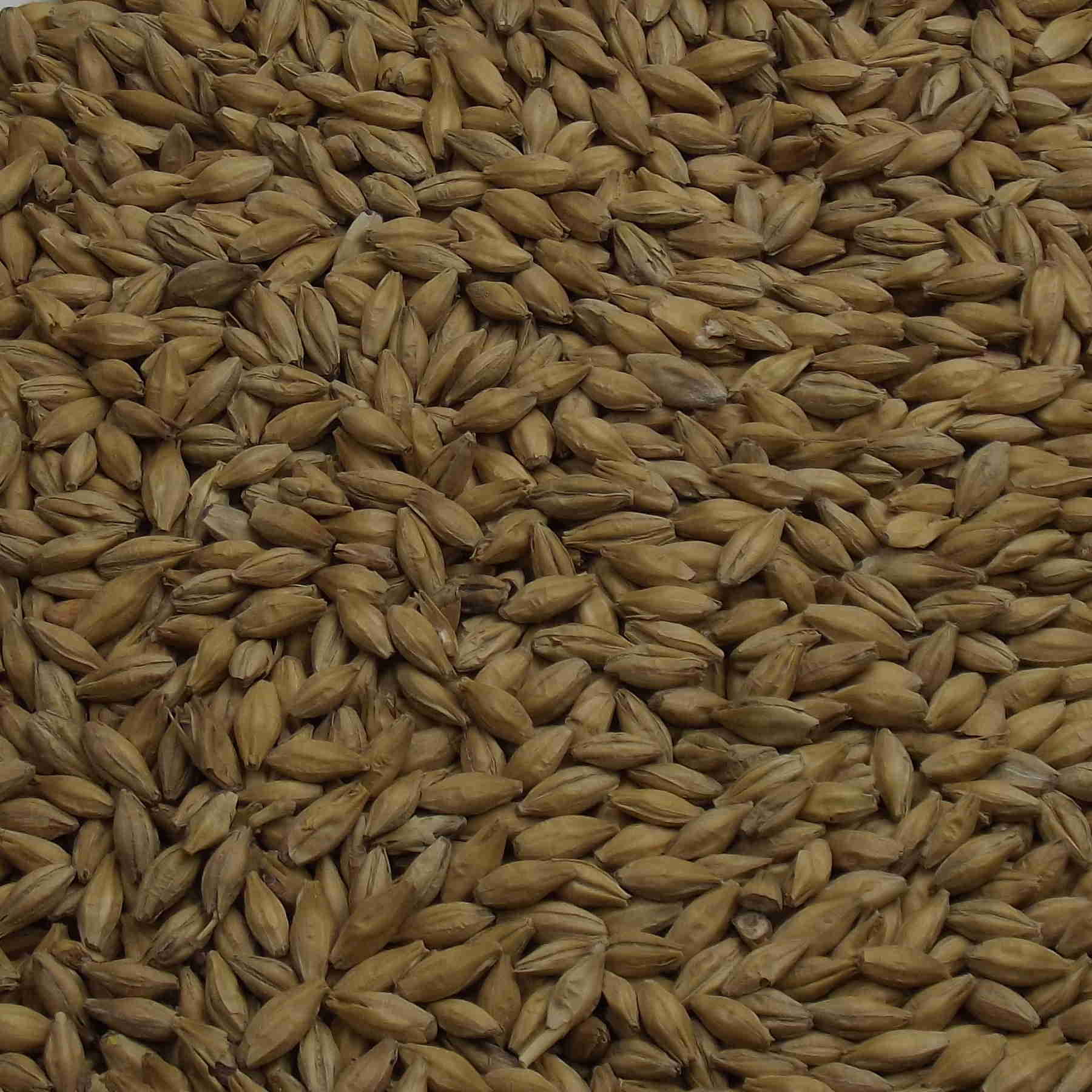 Mild Ale Malt, Fawcett, EBC: 7,0 – 7,9
