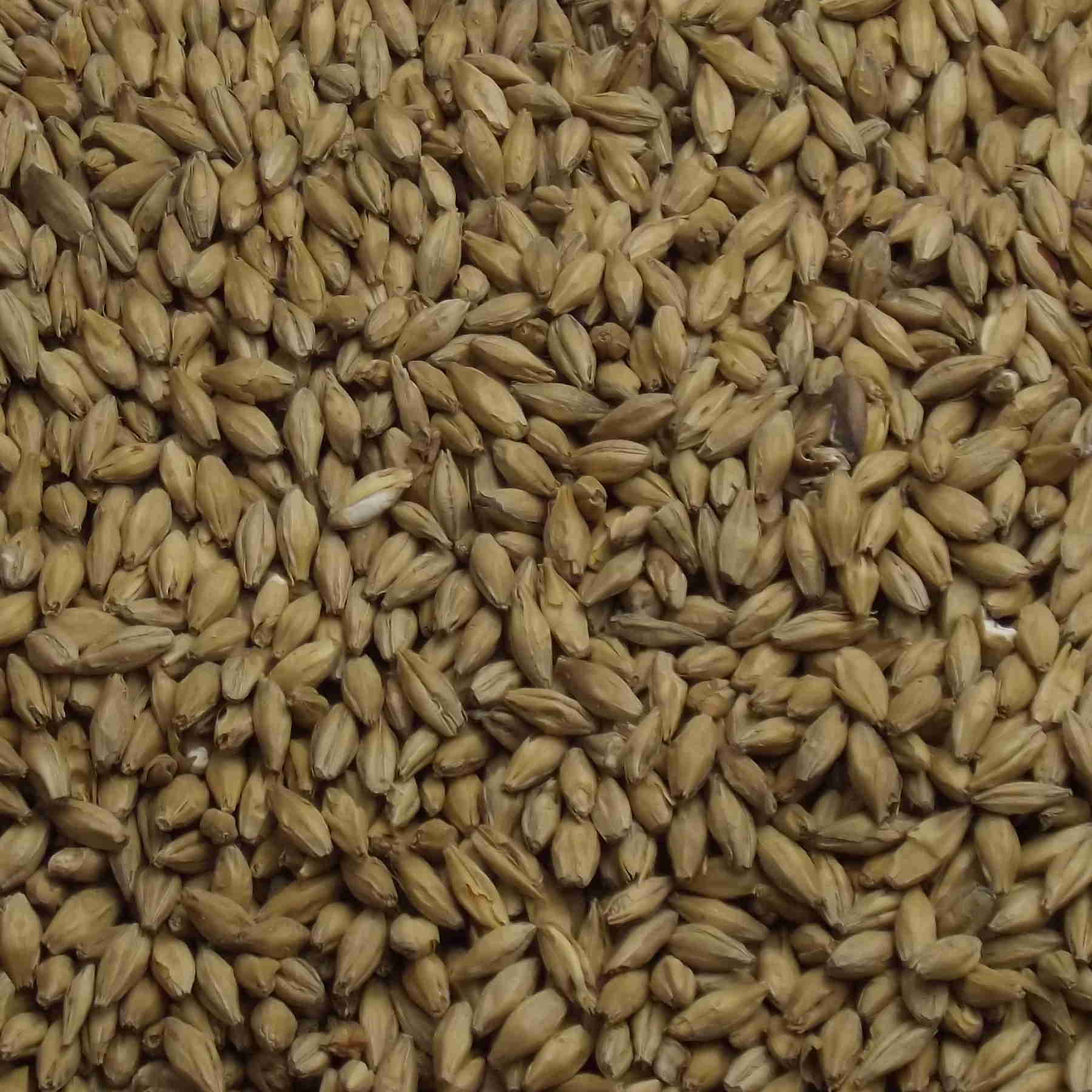 Pale Ale Malt, Fuglsang, EBC: 6,5 – 8,5