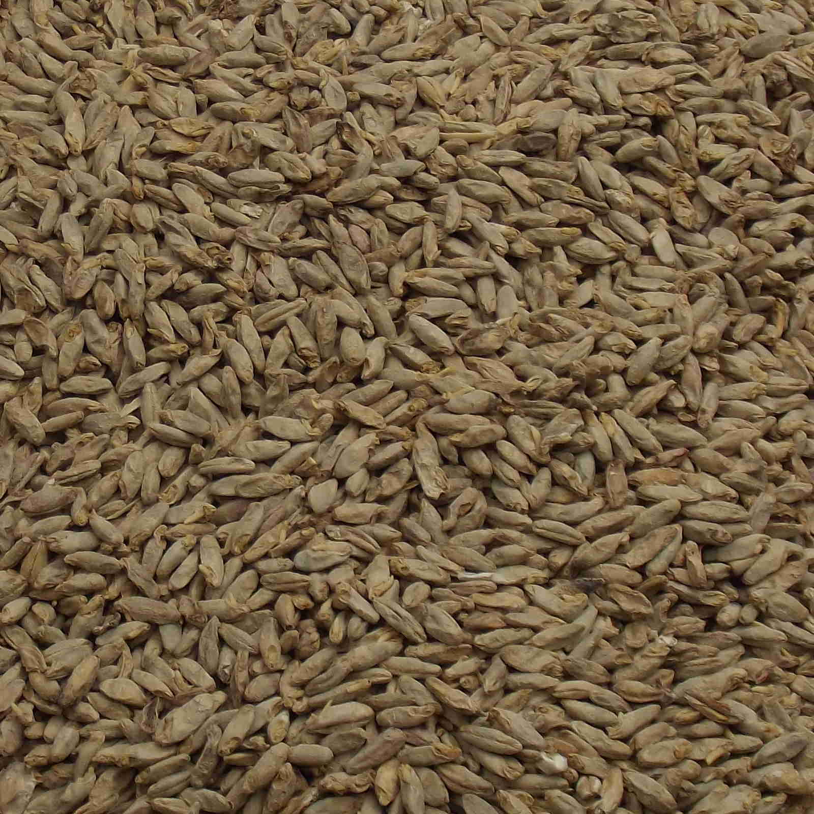 Rye Malt, Fawcett, EBC: 6 – 10