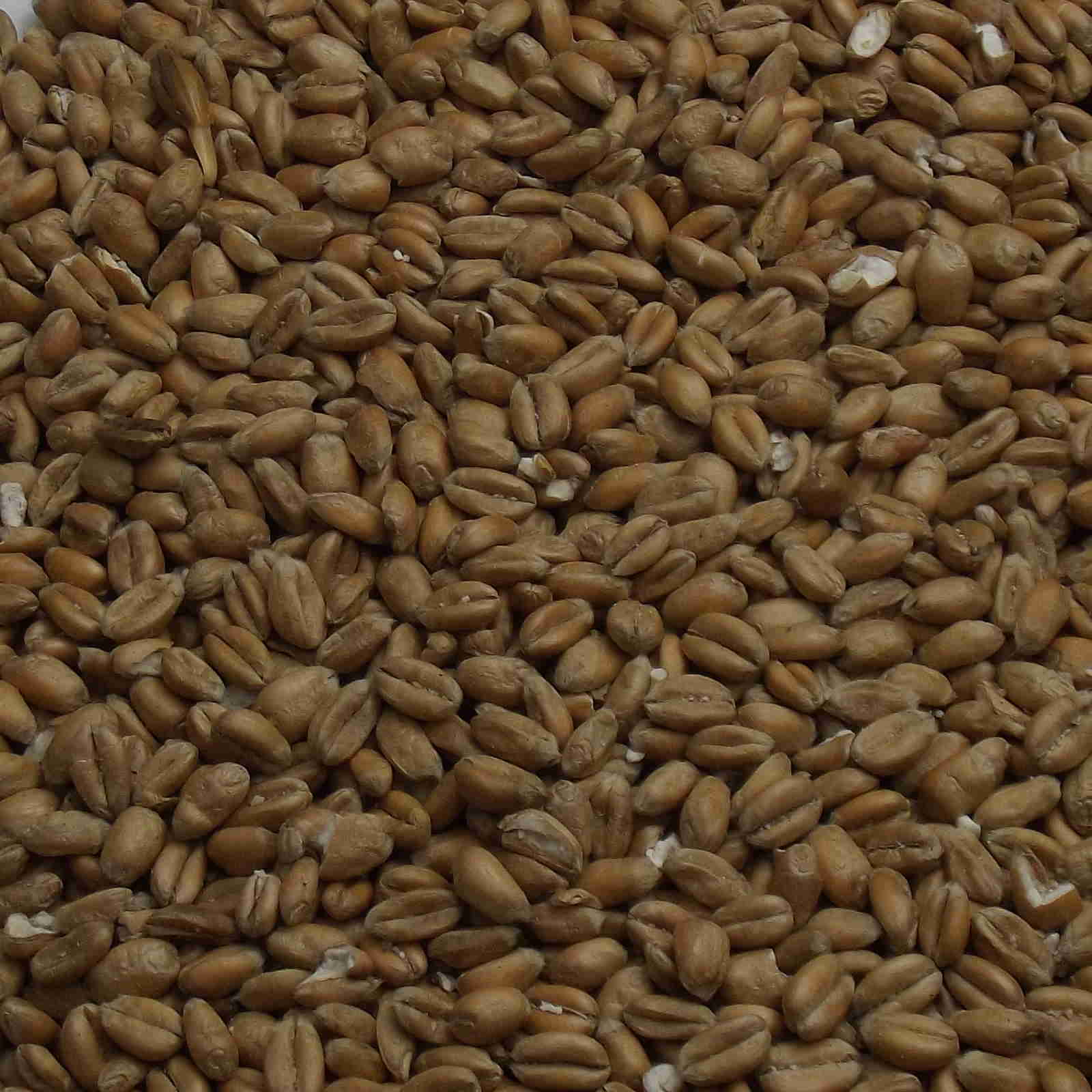 Torrefied Wheat, Fawcett, EBC: 3,5